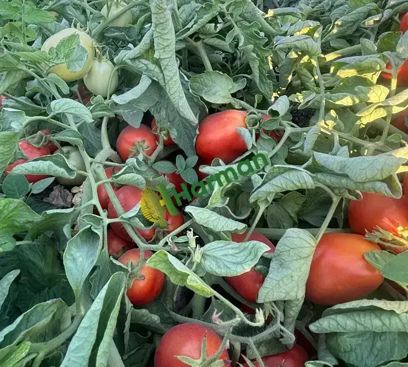Salçalık domates