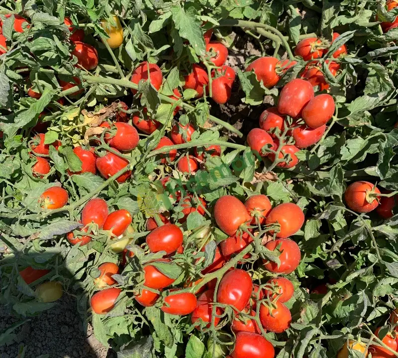 Salçalık domates(Bergama içi eve teslim)