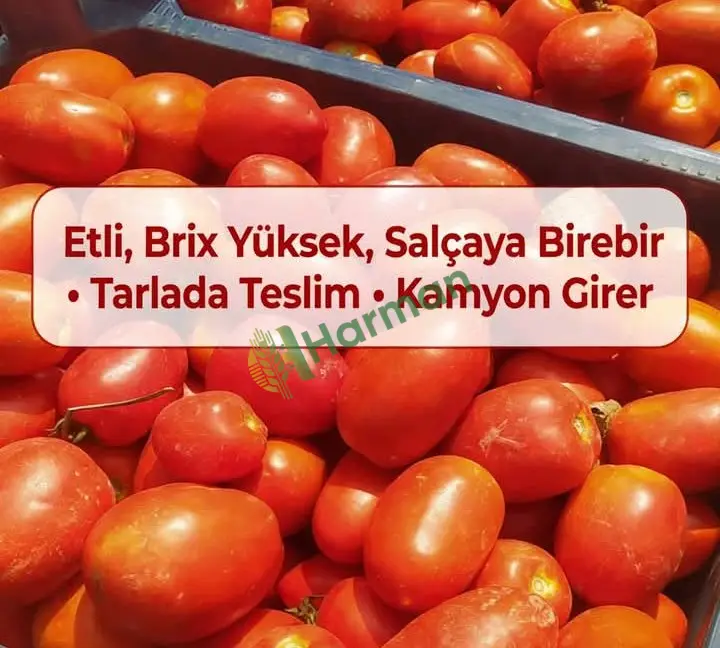 Salçalık sosluk domates