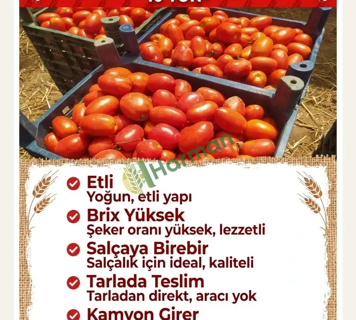 Salçalık sosluk domates