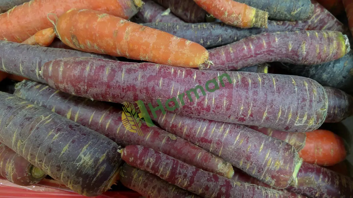 Şalgam fabrikamız için yüksek aromalı dökme siyah havuç alınacaktır - Düzce Gümüşova
