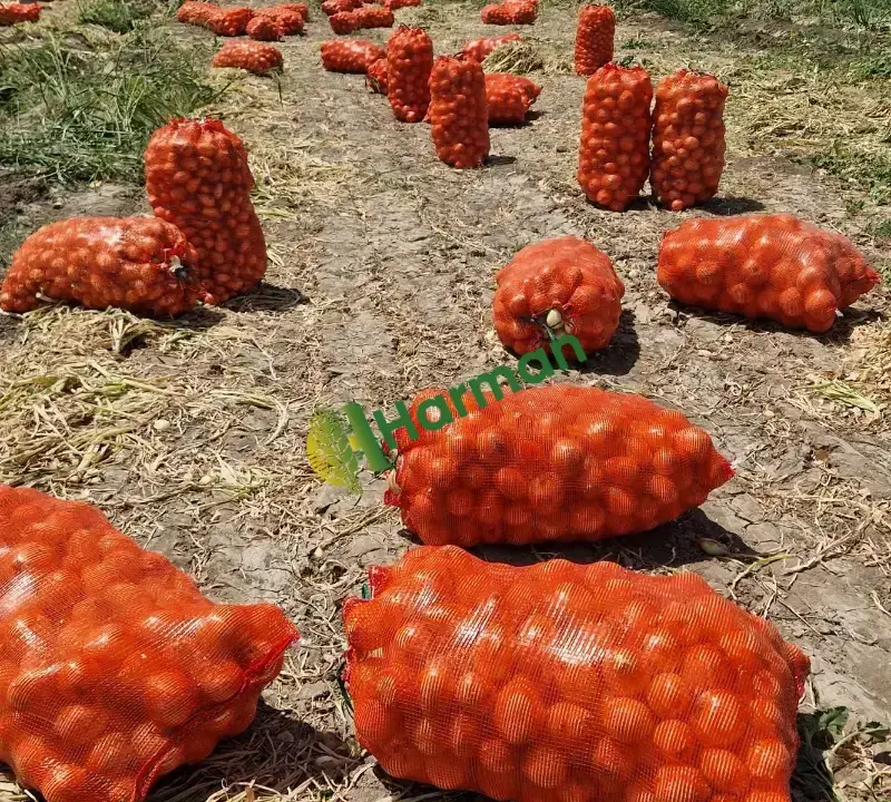 Sampiyon hazir satilik sogan