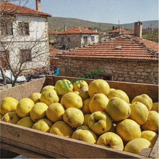 Samsun Atakum'da Aranan Ayva