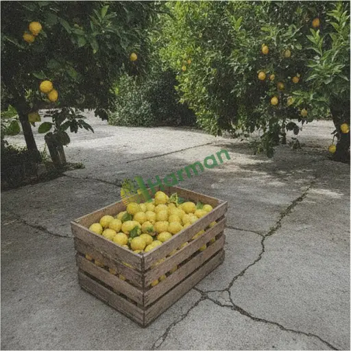 Samsun Havza'da satılık limon