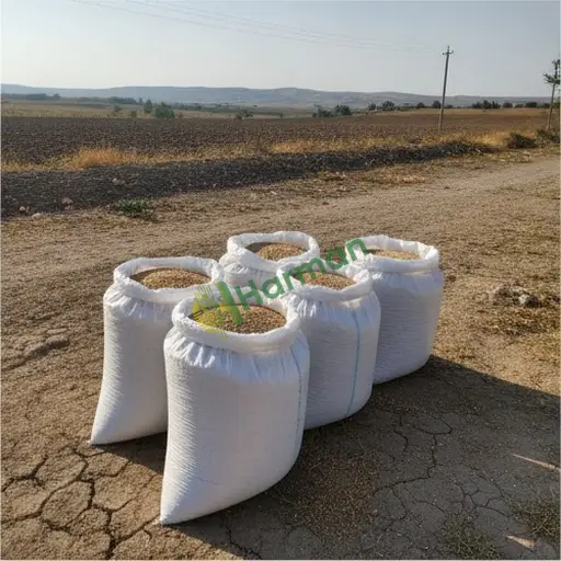 Samsun Canik'te tritikale satıyorum