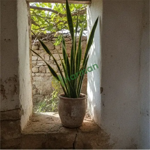 Nevşehir Merkez'den sansevieria, kaynanalar dili lazım