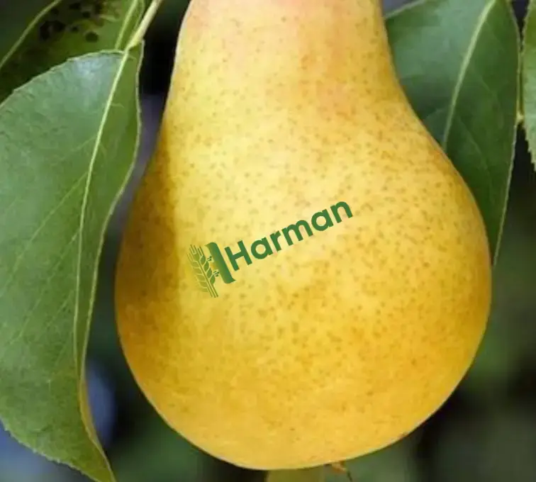 ARMUT hal fiyatı