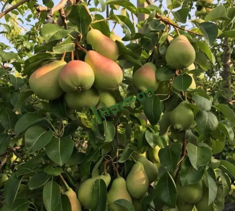Santamaria cinsi armut