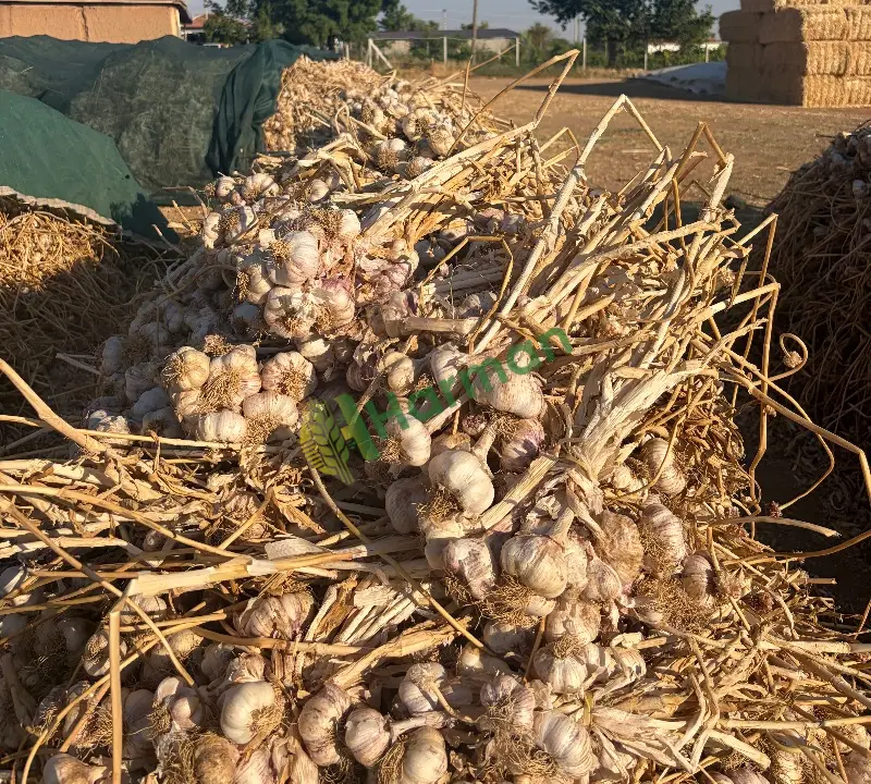 SARIMSAK  KURU hal fiyatı