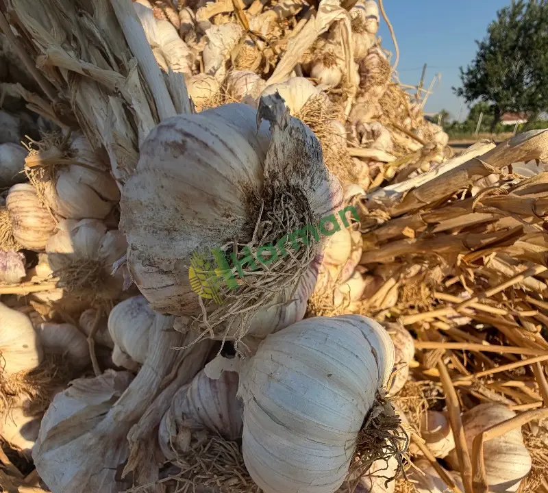 Sapı bağlanmış, kuru sarımsak Acıpınar / Aksaray