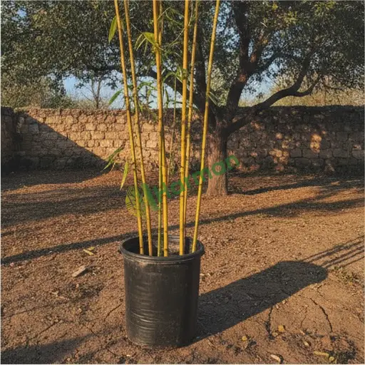 Aksaray Sarıyahşi'de sarı bambu alınır