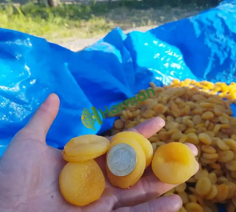 Sarı kayısı
