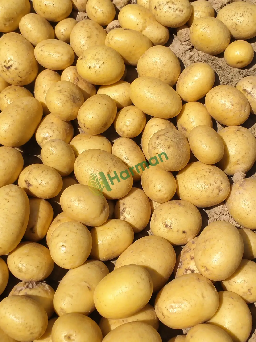 Sarı patates