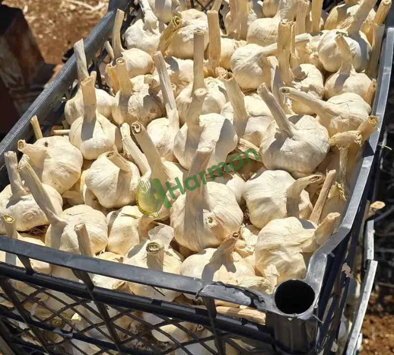 Sarımsak Kuru hal fiyatı