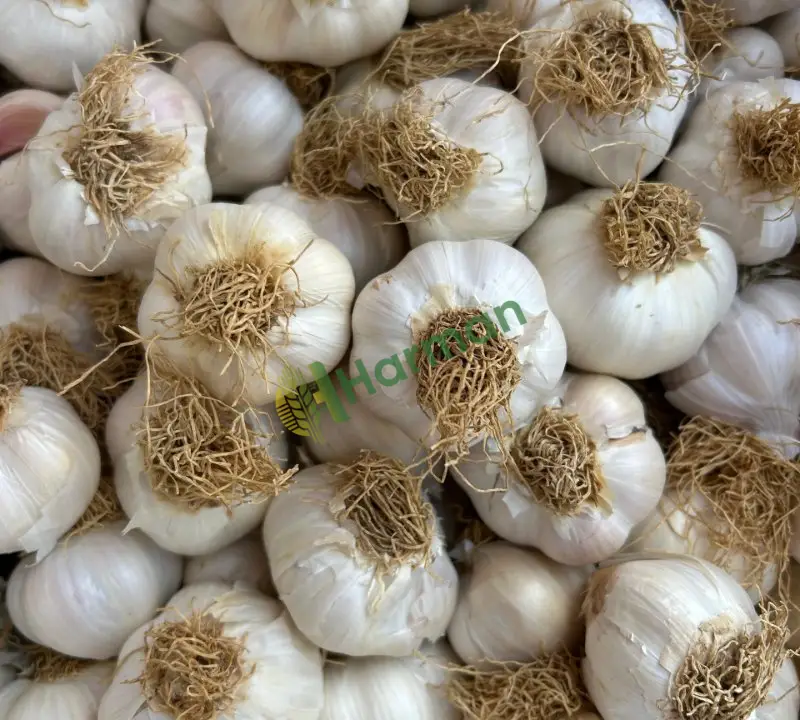 Sarımsak