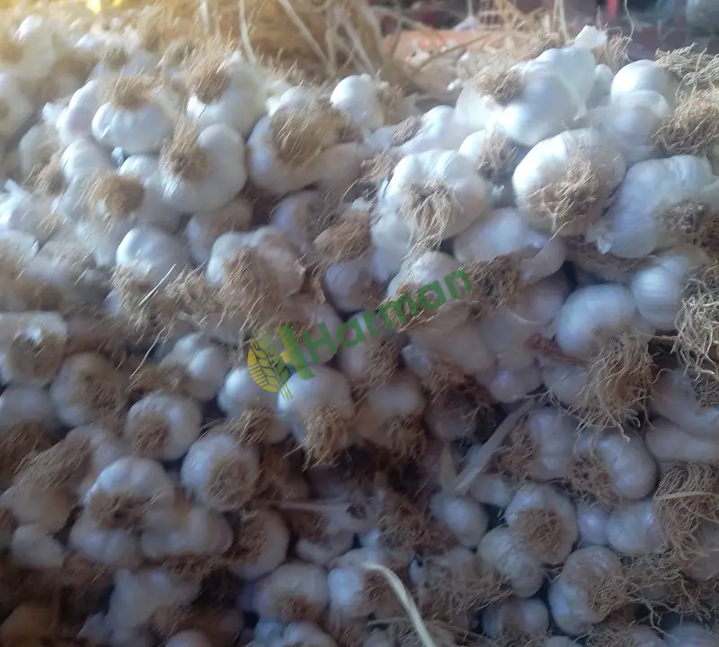 Sarımsak