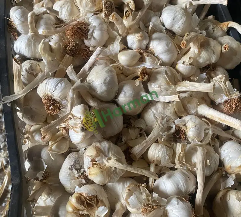 Sarımsak Antep