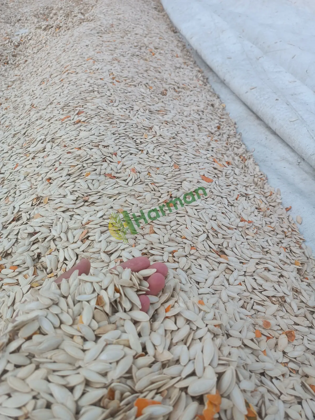 Satılık 10 ton kabak çekirdeği