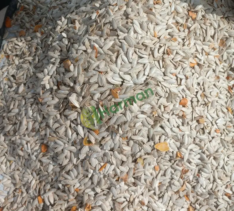 Satılık 10 ton kabak çekirdeği