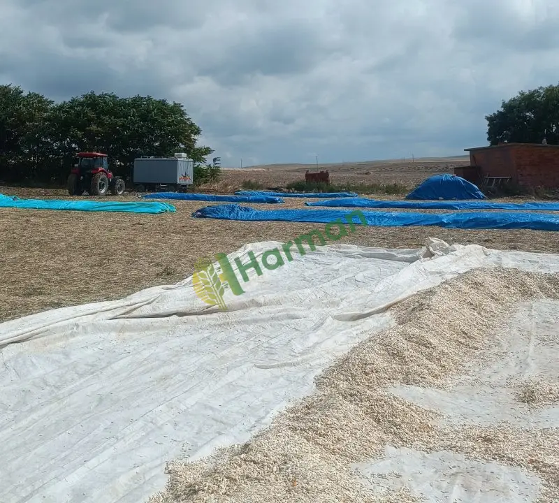 Satılık 10 ton kabak çekirdeği