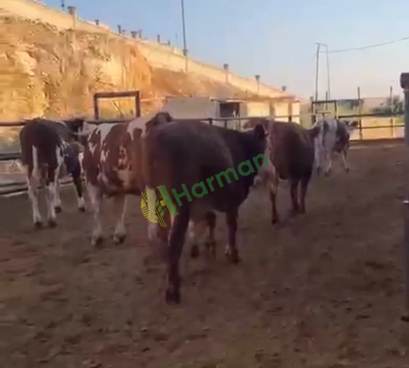 Satılık 119 erkek dana