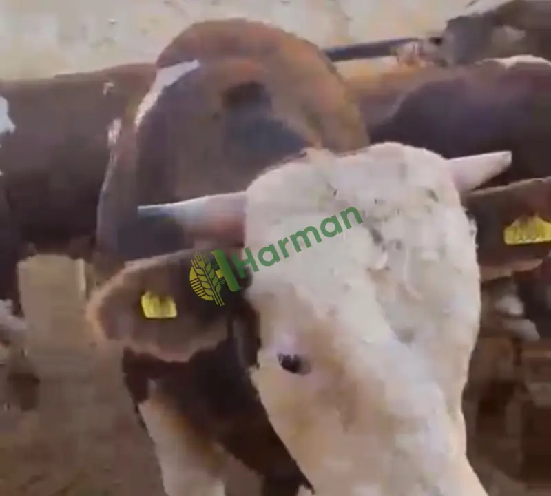 Satılık 119 erkek dana