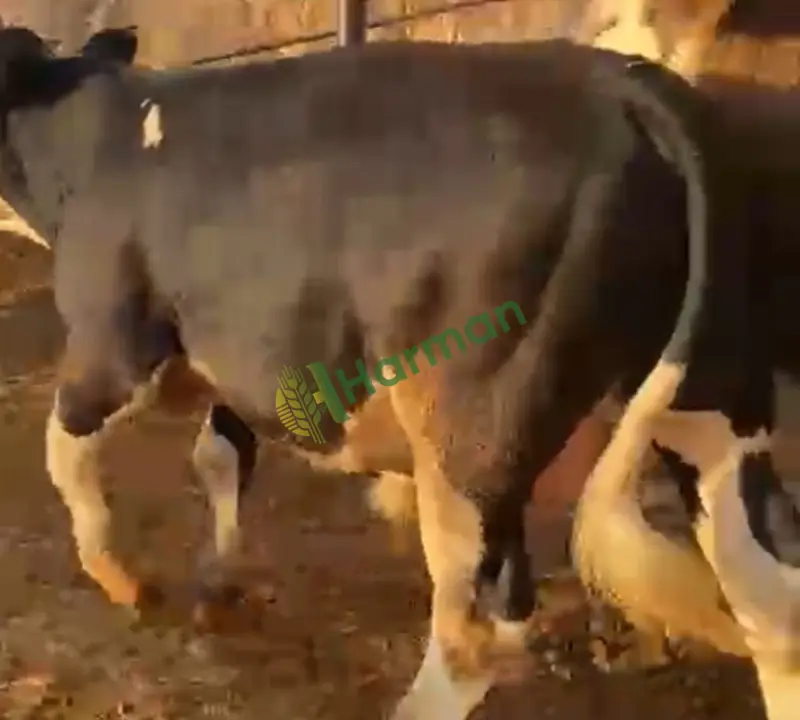 Satılık 119 erkek dana