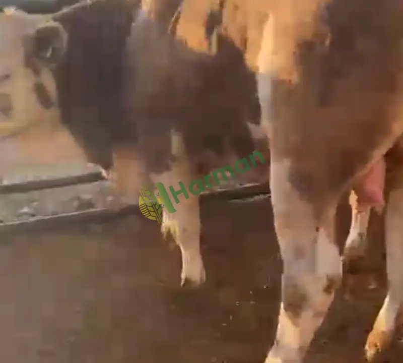 Satılık 119 erkek dana