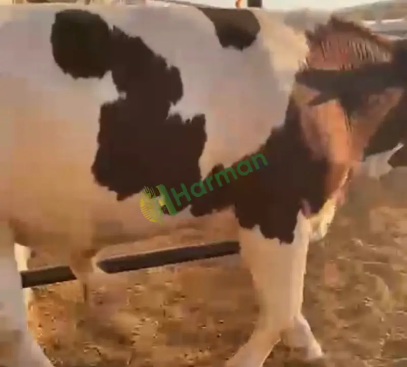 Satılık 119 erkek dana