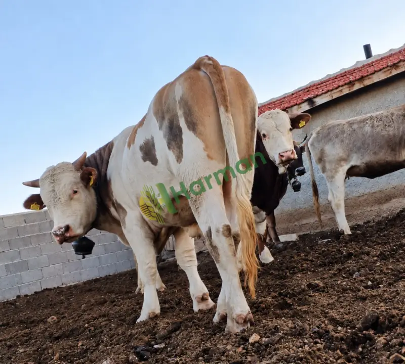 🐂 SATILIK 2 ADET SİMENTAL ERKEK DANA / TOSUN