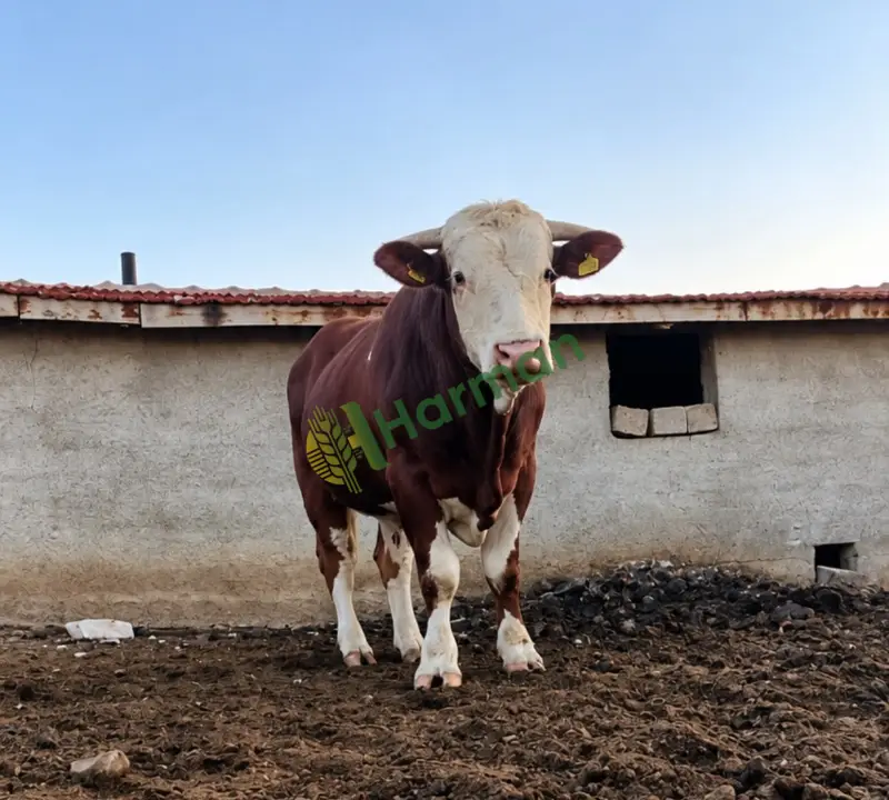 🐂 SATILIK 2 ADET SİMENTAL ERKEK DANA / TOSUN