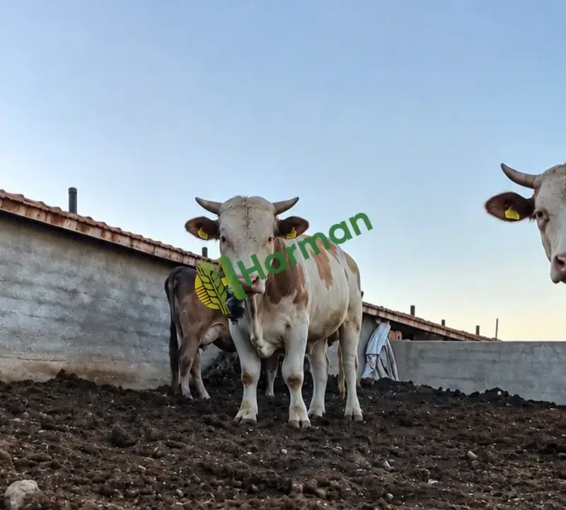 🐂 SATILIK 2 ADET SİMENTAL ERKEK DANA / TOSUN