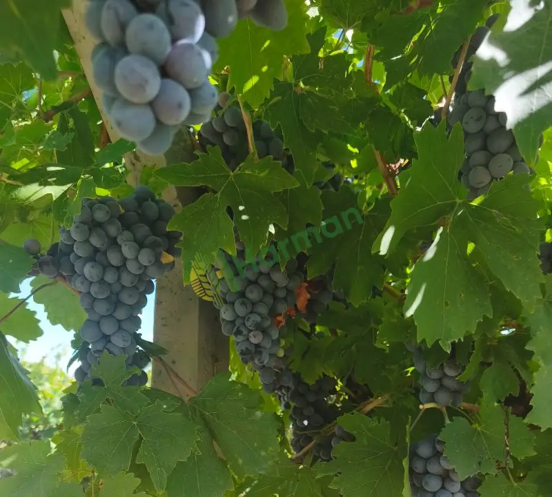 Satılık 2 ton öküzgözü üzüm