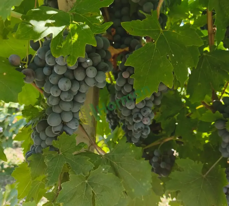Satılık 2 ton öküzgözü üzüm