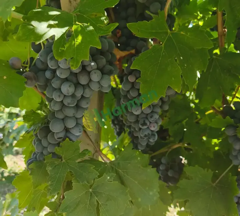 Satılık 2 ton üzüm