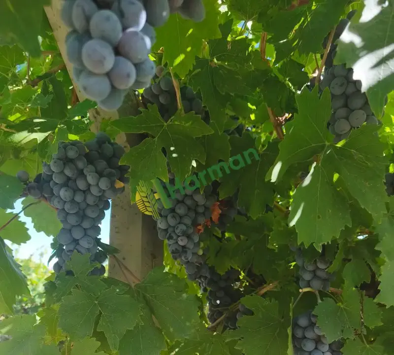 Satılık 2 ton üzüm