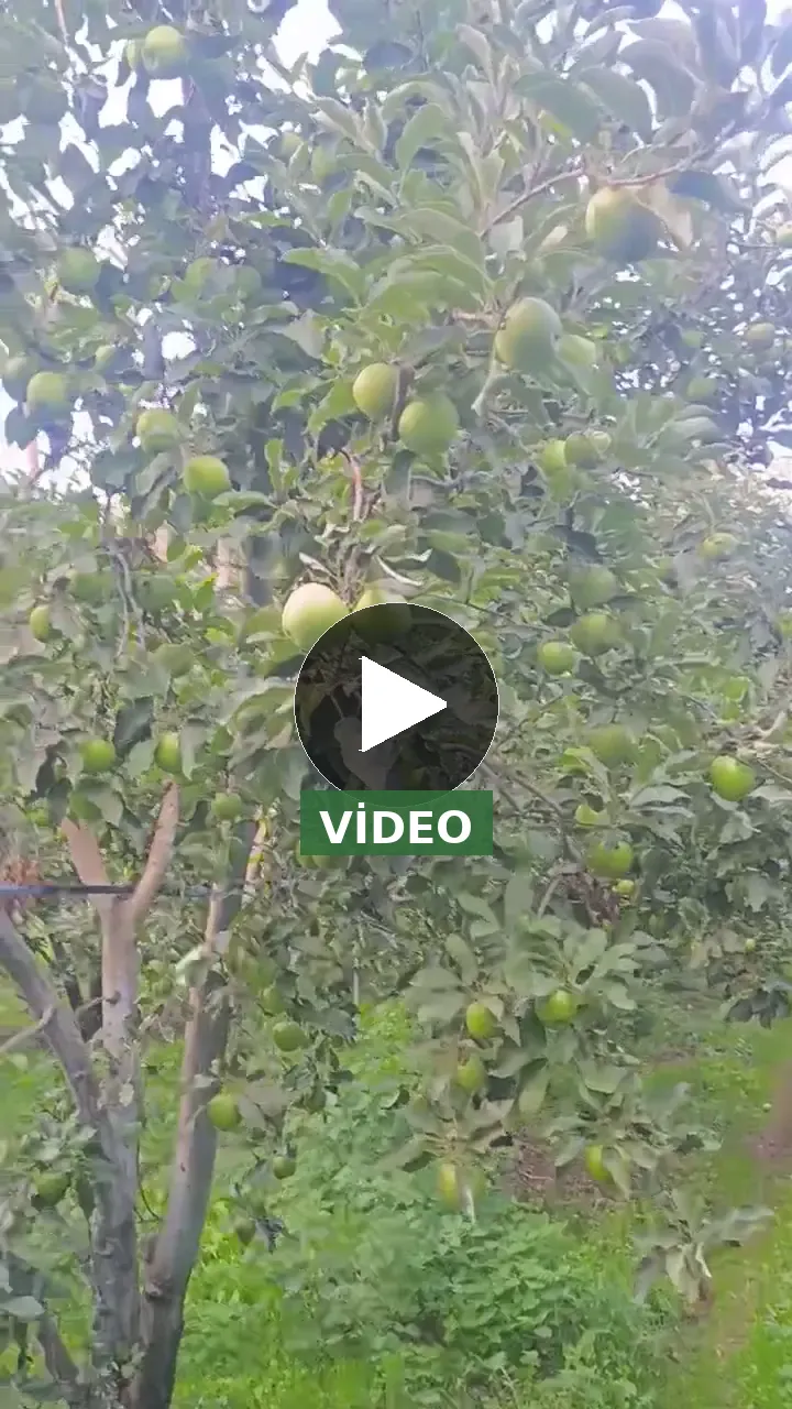 Satılık 20 ton Granny Smith (yeşil elma)