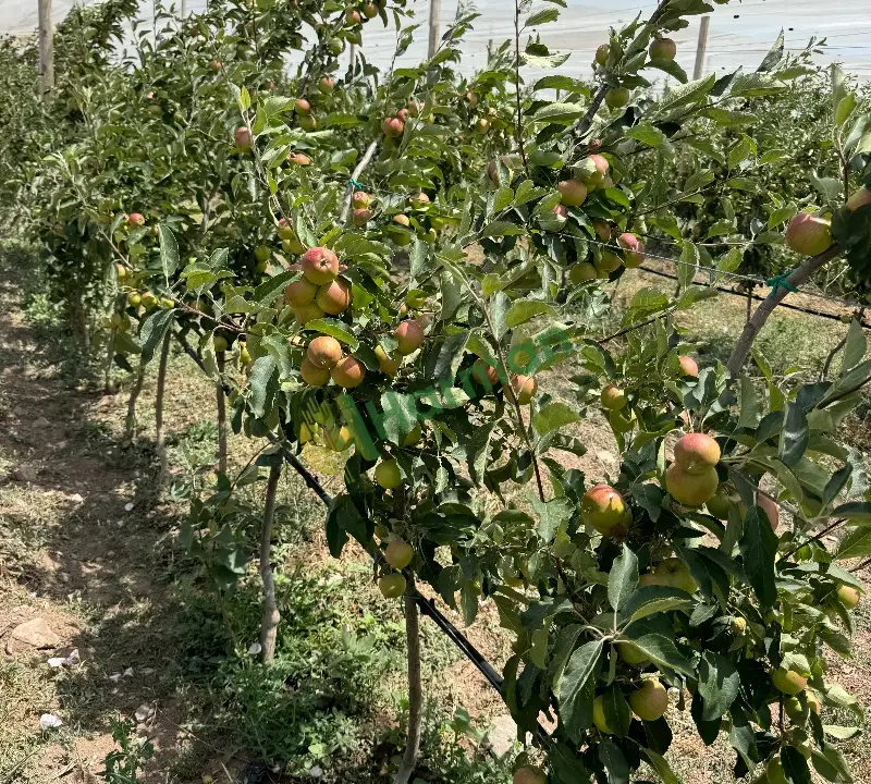Satılık 250 ton Elma Kulu/Konya