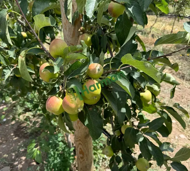 Satılık 250 ton Elma Kulu/Konya