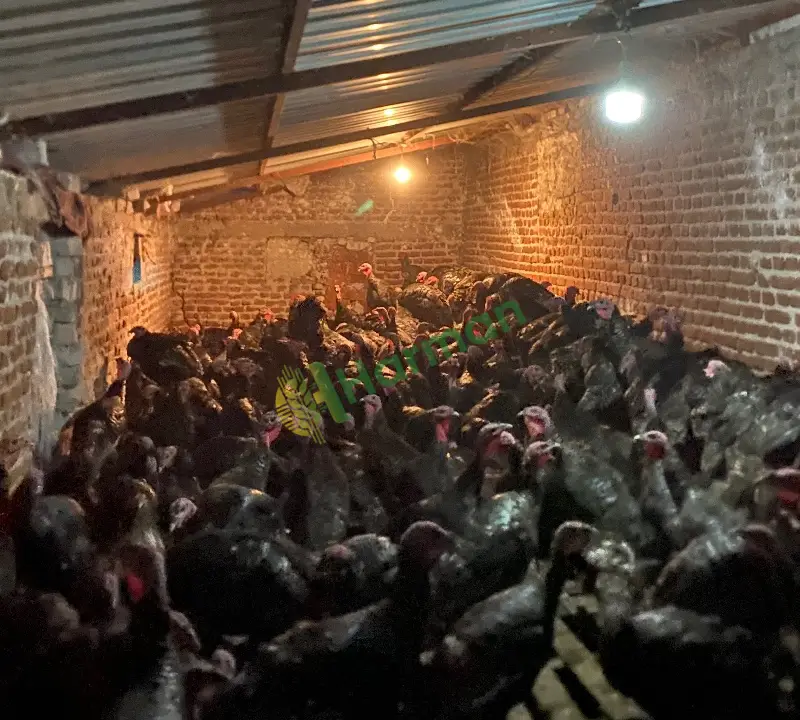Satılık 300 Adet Canlı Çiftlik Hindisi (5-7 kg)