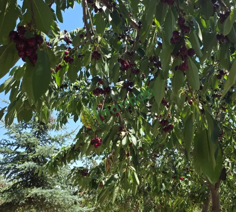 Satılık 4 ton kiraz daldan topla 30 TL