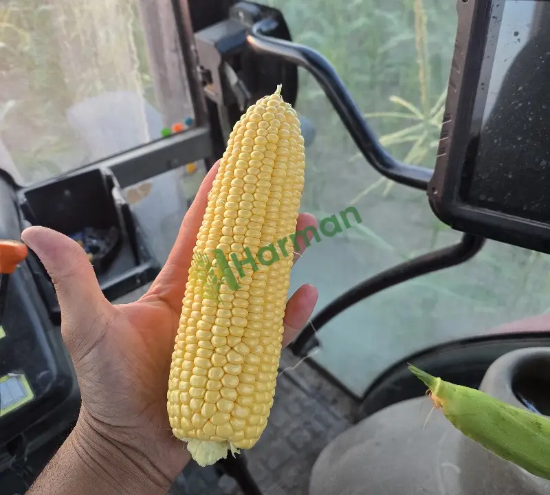 Satılık 400TON Süt Mısır Tane 500gr 1. KALİTE