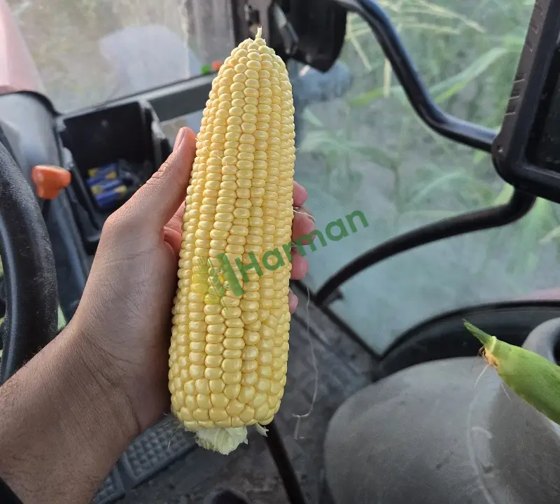 Satılık 400TON Süt Mısır Tane 500gr 1. KALİTE