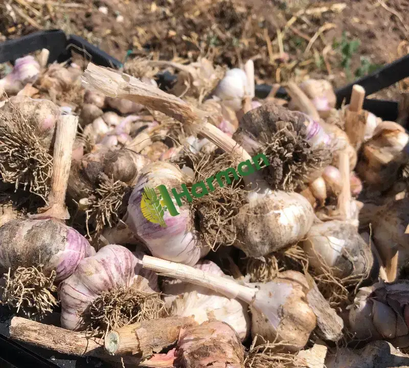 Satılık 8 ton mor sarımsak
