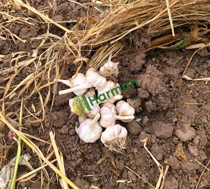 Satılık 8 ton mor sarımsak