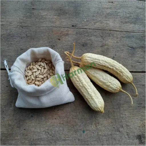 Ardahan Çıldır'da acur tohumu satılık