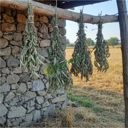 Mersin Bozyazı adaçayı satılık