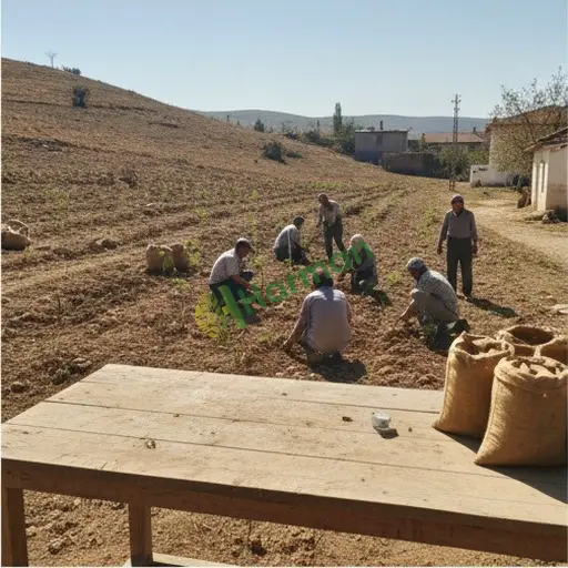 Bitlis Mutki Ağaçlandırma Satılık
