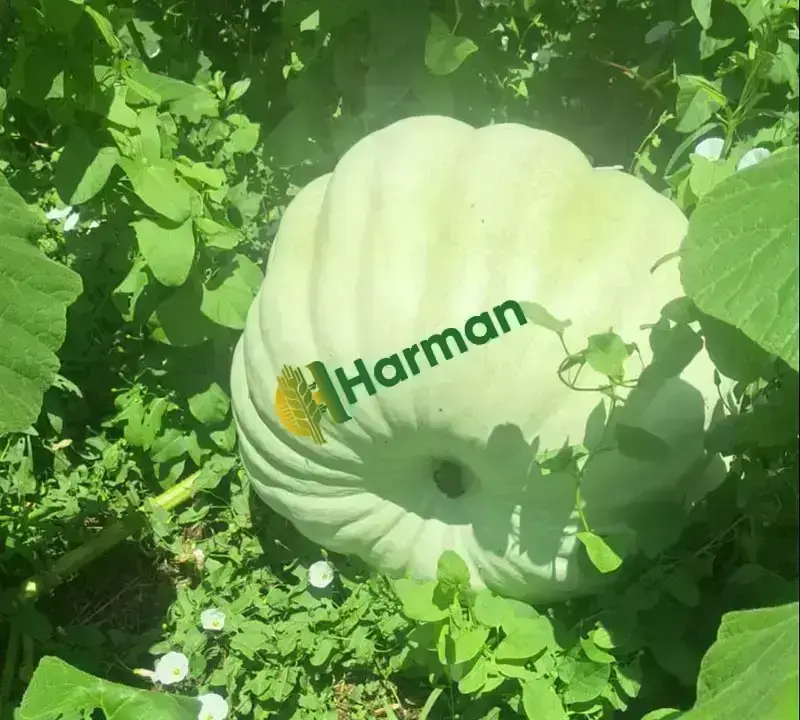 Kabak hal fiyatı