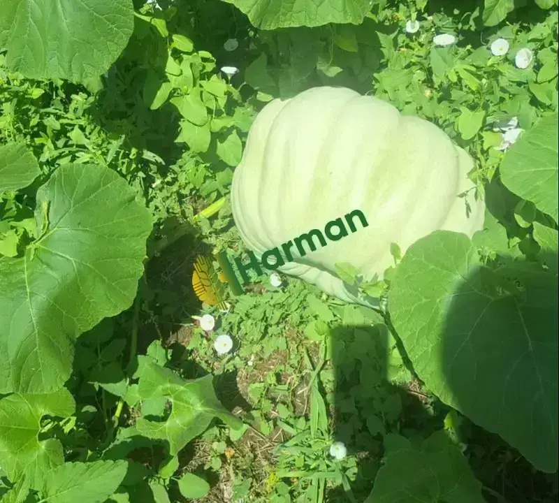 satılık ak kabak izmit esintim tarım işletmeciliği